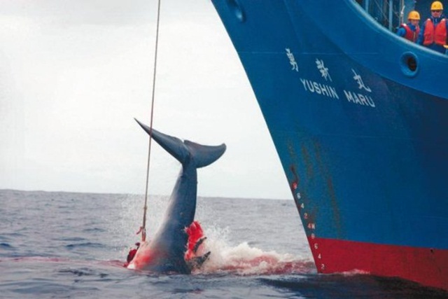 caza de ballenas