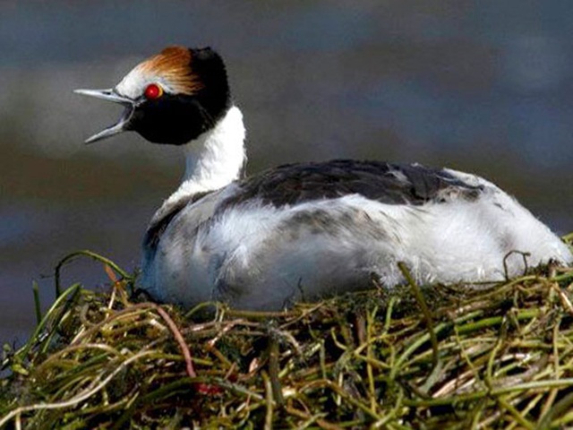 El macá tobiano, una de las especies en extensión que estarán protegidas en el futuro Parque Nacional Patagonia.