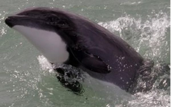 El delfín chileno nunca antes había sido avistado en aguas del mar argentino.