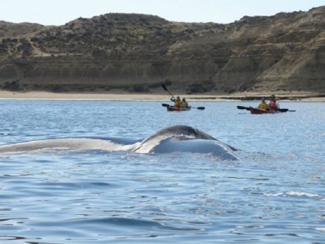 madryn