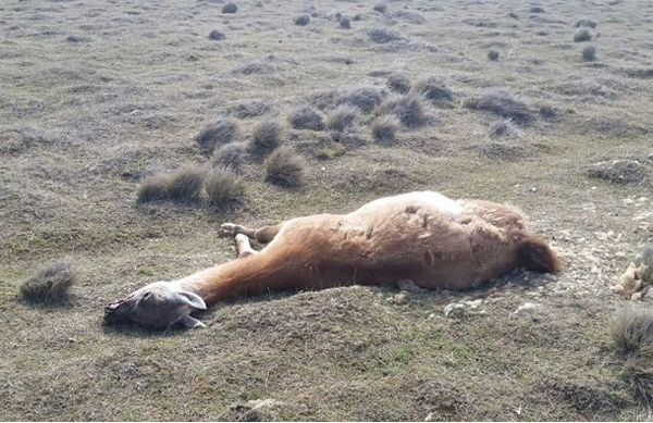 guanaco_muerto