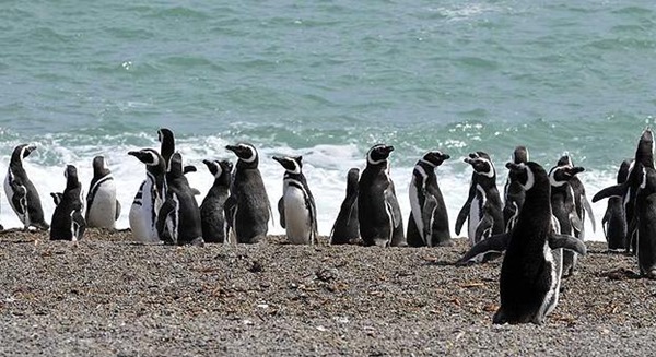 Punta Tombo es la mayor pingüinera del mundo.