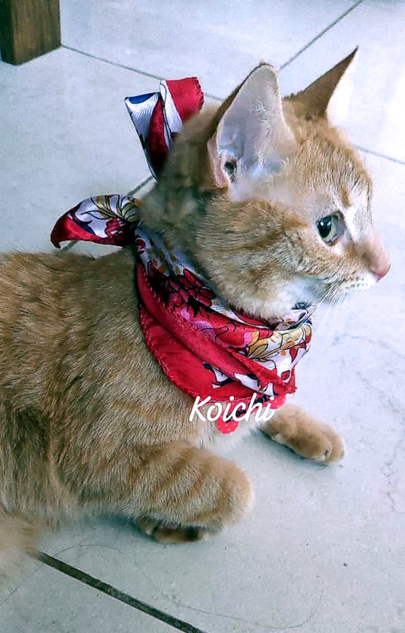 koichi