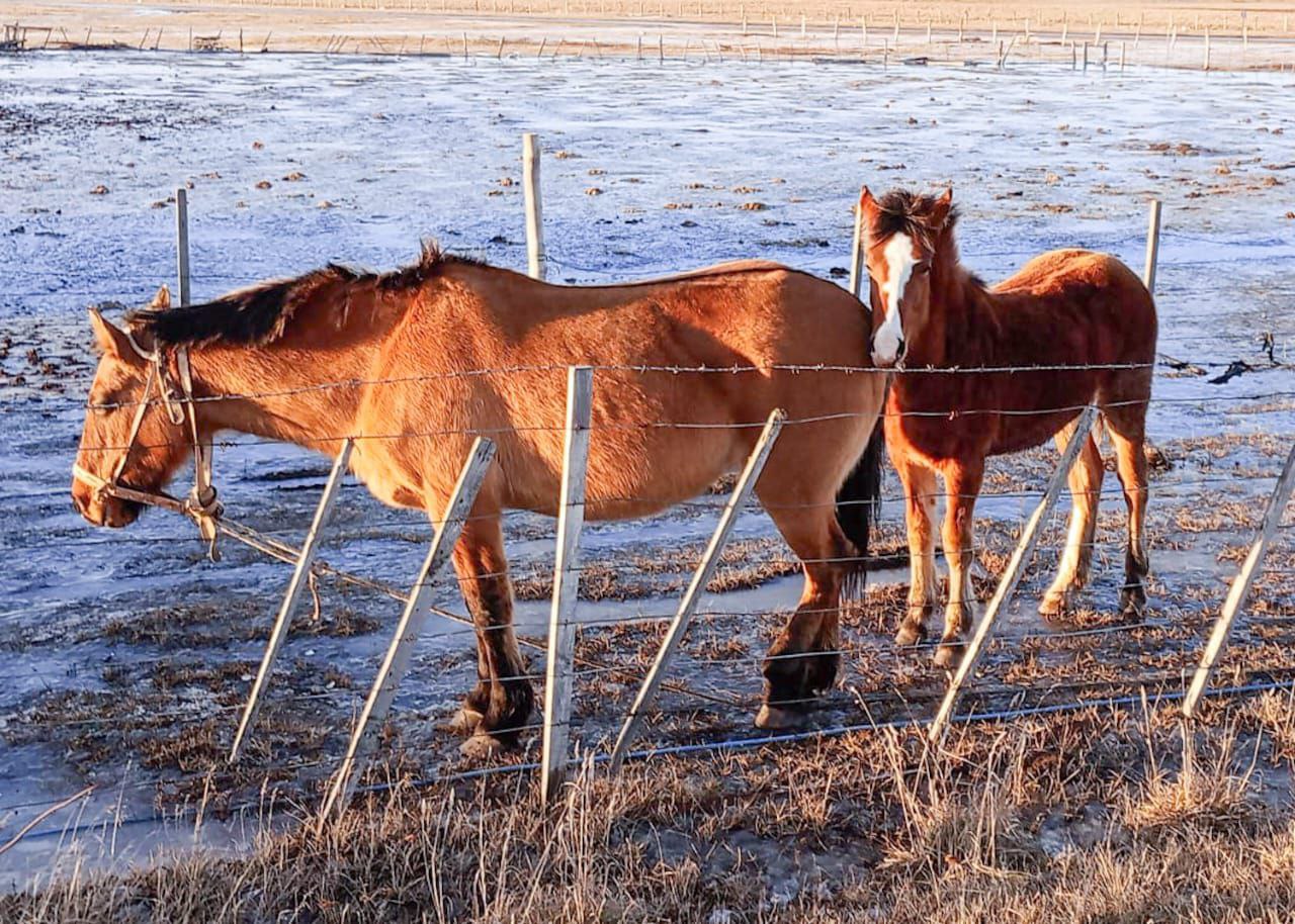 El Municipio dio caballos en adopción a la escuela Salesiana