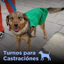 castraciÓnes de canes