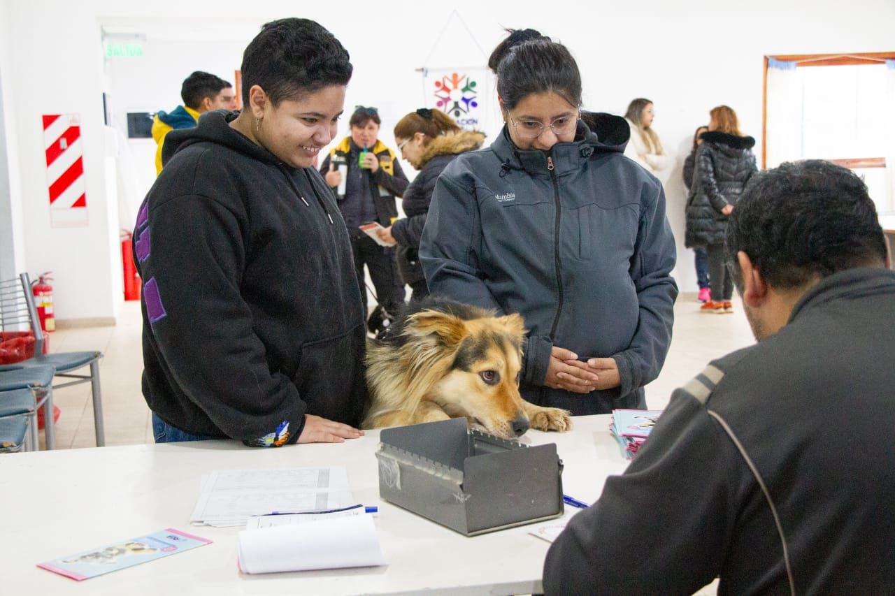 chipeo vacunacion antirravica zoonosis perros caninos mascotas