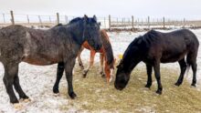 equinos caballos sueltos rio grande