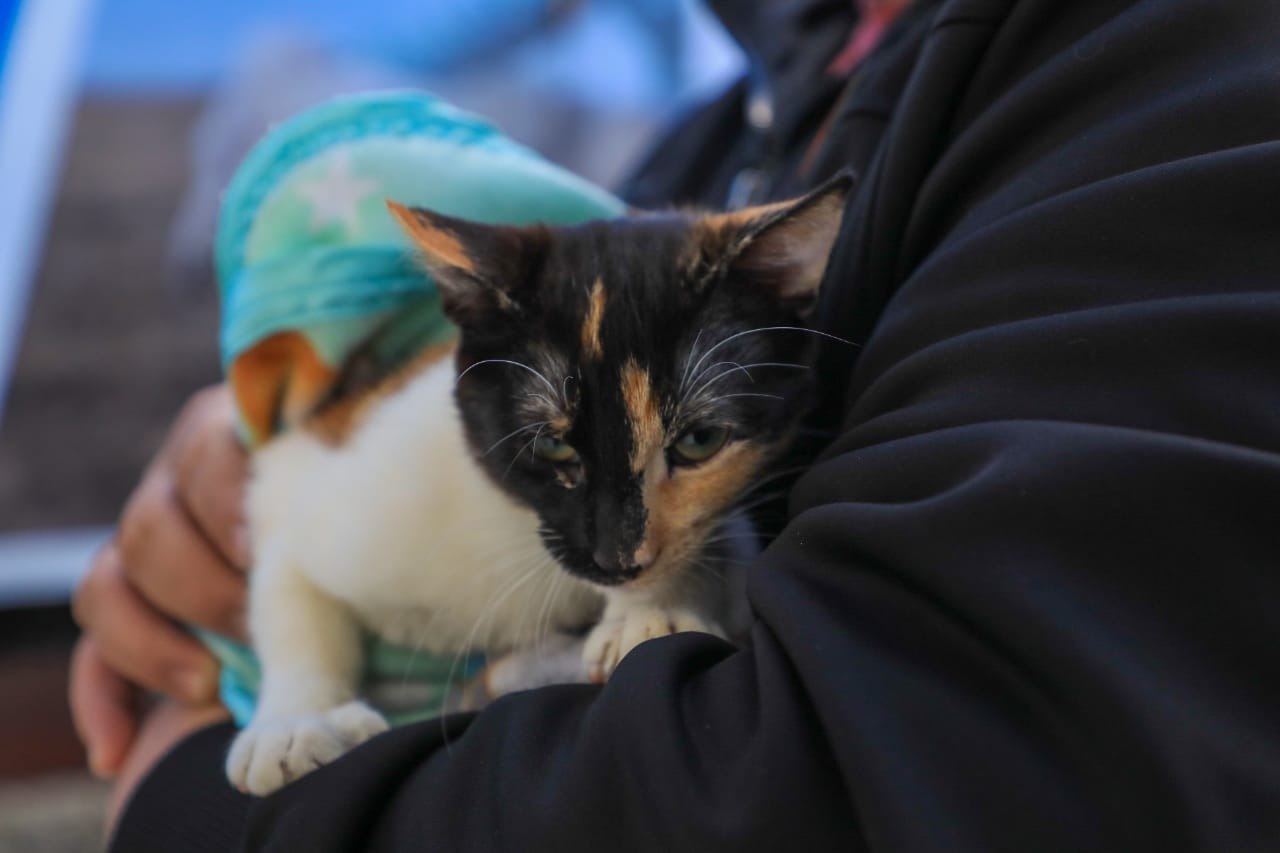 castracion felino gato