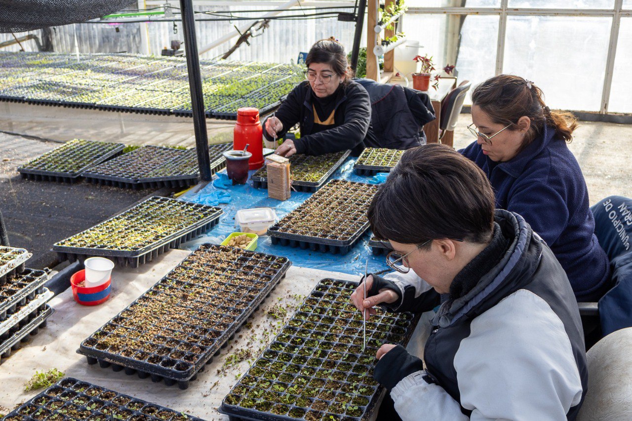 entrega de plantines de verduras a