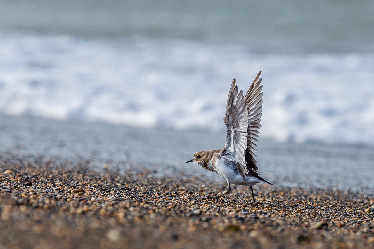 Llega el Festival de Aves 2024 al norte provincial