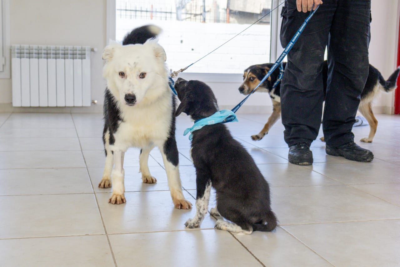 Impulsan la tenencia responsable de mascotas con un taller de Obediencia y Zoonosis