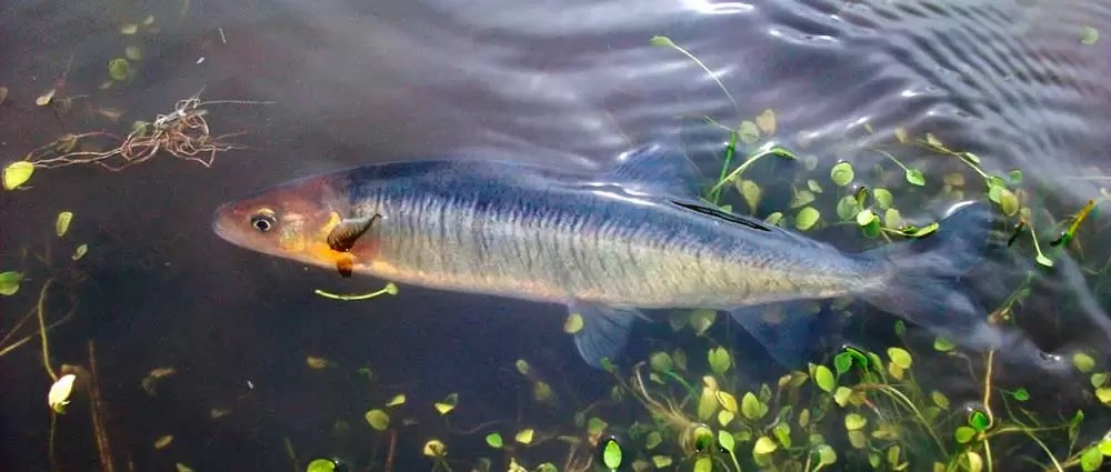 Identifican una nueva especie de pez de agua dulce en Tierra del Fuego