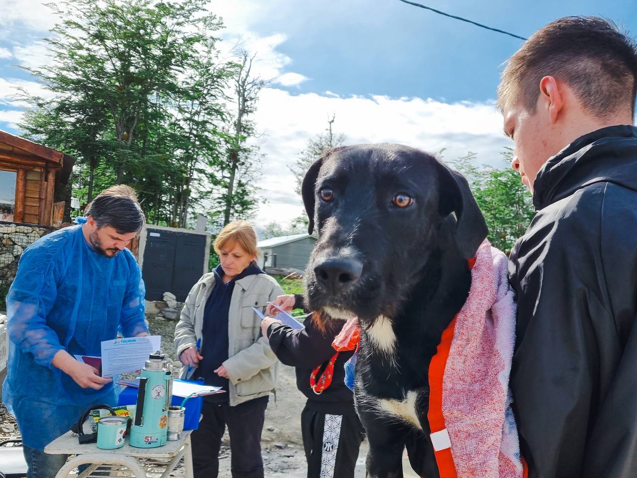 En Tolhuin, las castraciones de perros y gatos aumentaron un 251 por ciento