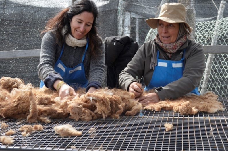 Chubut y Santa Cruz transforman al guanaco en motor de desarrollo sostenible