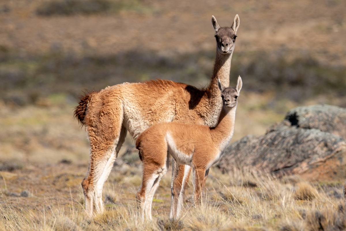 Un nuevo paradigma para el guanaco en Patagonia