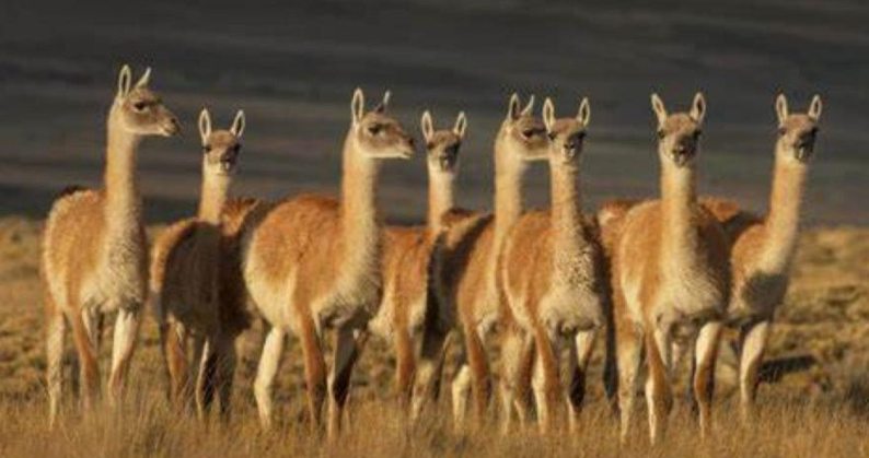 guanacos