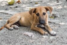 los perros en libertad distinguen las expresiones faciales de los humanos