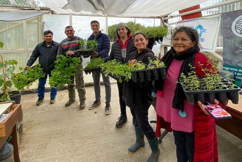 Estiman entrega de 1.800.000 plantines de verduras para esta temporada