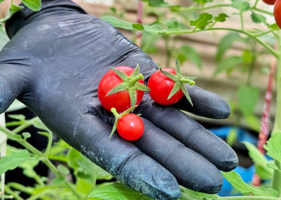 tomates