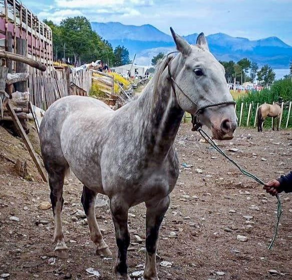 el municipio chipeÓ a 19 equinos durante la fiesta del “asado mÁs austral del mundo”