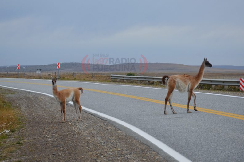 guanacos ruta 3