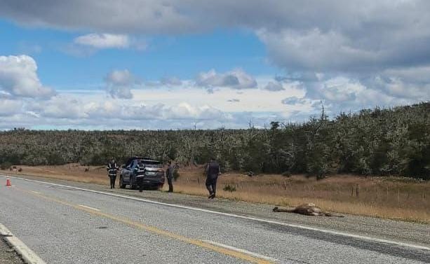 Vehículo chocó contra un guanaco en la RN3